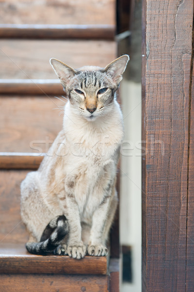 Gatto siamese legno scala seduta interni Foto d'archivio © ivonnewierink