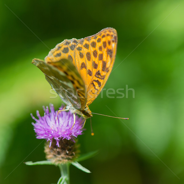  Queen of Spain fritillary on thistle Stock photo © ivonnewierink