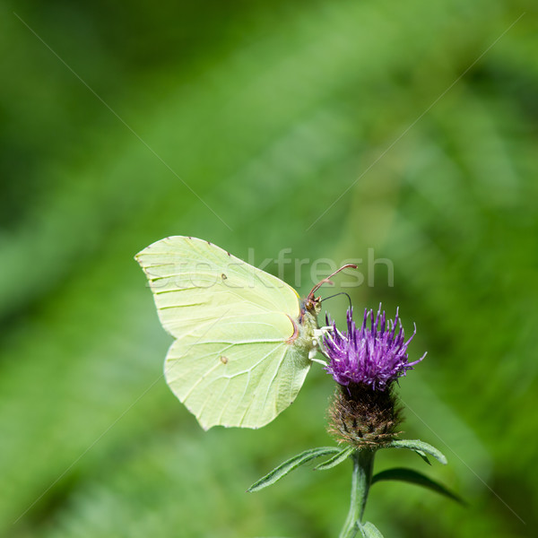 Small white butterfly Stock photo © ivonnewierink