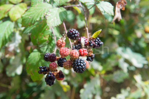 Ripe blackberries in bush Stock photo © ivonnewierink
