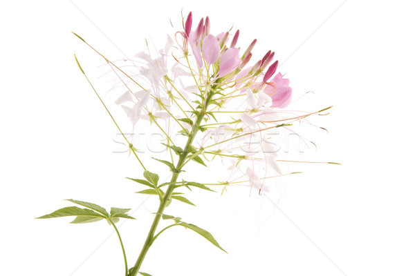 Pink Cleome Stock photo © ivonnewierink