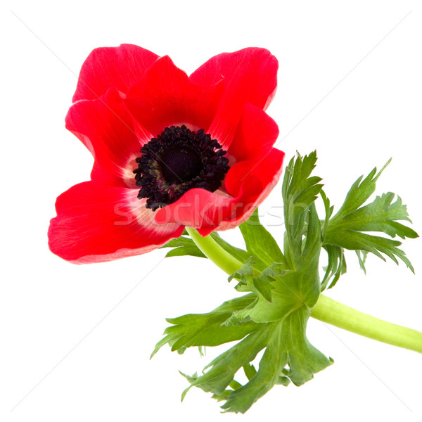 red anemone Stock photo © ivonnewierink