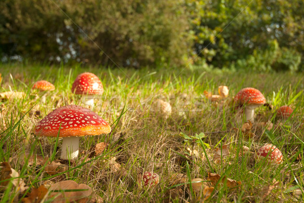 Сток-фото: гриб · красный · белый · лет · природы · лес