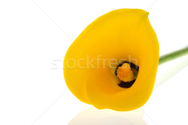 Stock photo: Yellow Calla flower