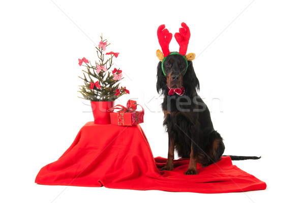 Gordon Setter as Christmas dog Stock photo © ivonnewierink