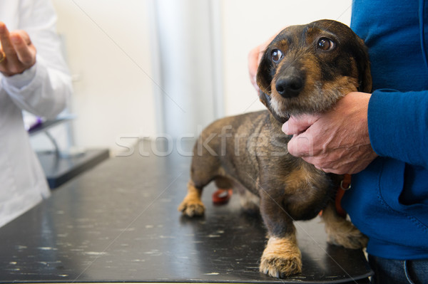 Frică medicul veterinar dachshund mâini câine Imagine de stoc © ivonnewierink