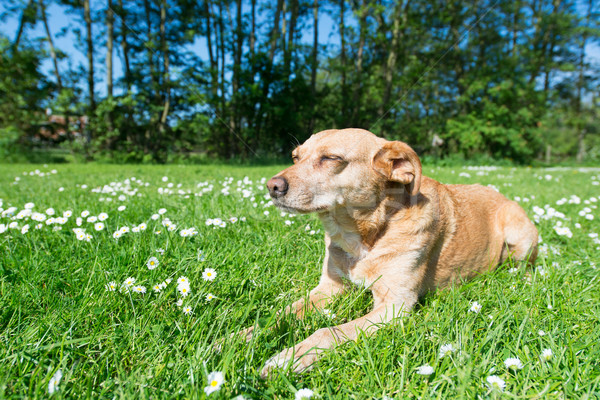 Dog in nature Stock photo © ivonnewierink