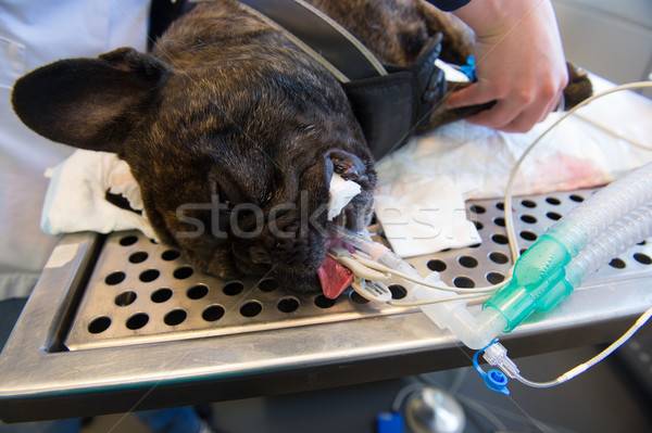 Câine chirurgie tabel medicul veterinar metal dormit Imagine de stoc © ivonnewierink