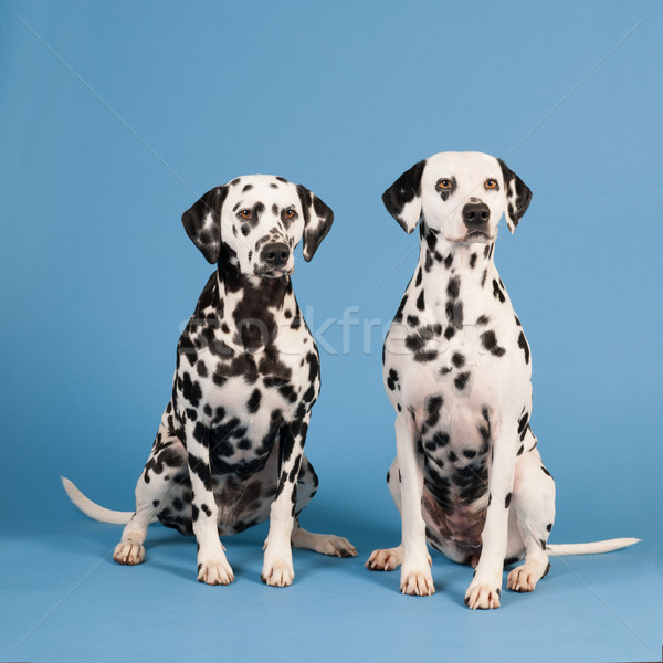 Dalmata cani blu razza seduta Foto d'archivio © ivonnewierink