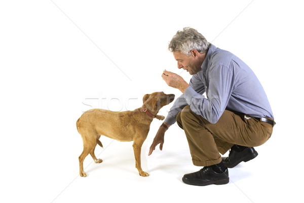 Formation chien obéissance homme amis bonbons [[stock_photo]] © ivonnewierink