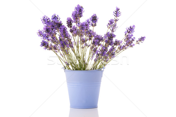 Bouquet Lavandula Stock photo © ivonnewierink