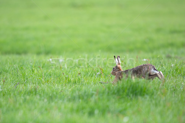 работает европейский заяц весны сезон открытых Сток-фото © ivonnewierink
