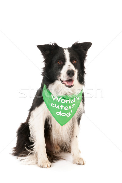 Border collie world's cutest dog Stock photo © ivonnewierink