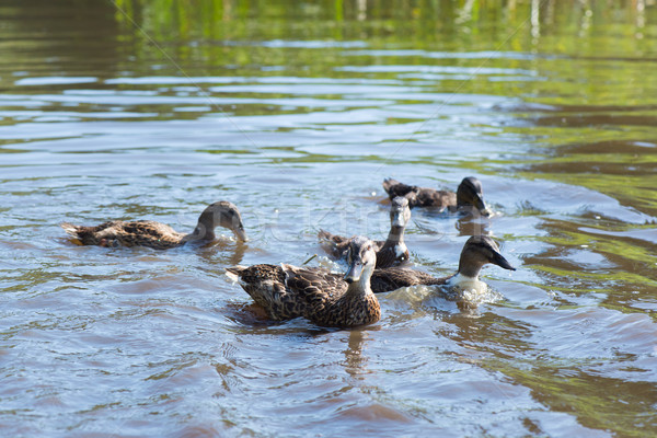 Mallard ducks Stock photo © ivonnewierink