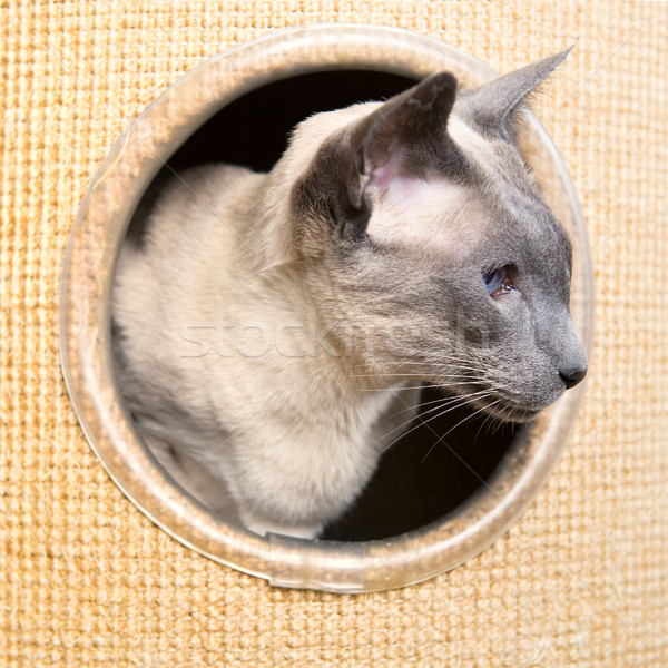 Blu punto gatto siamese adulto climbing polo Foto d'archivio © ivonnewierink