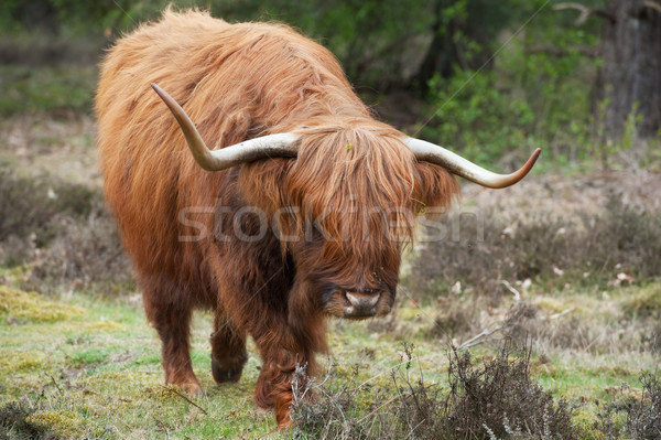 Scottisch highlander Stock photo © ivonnewierink