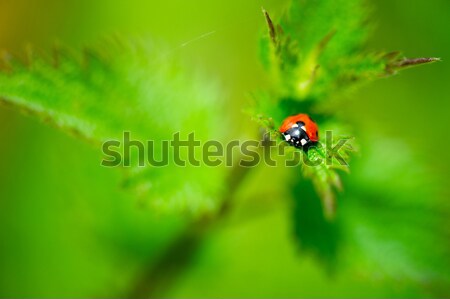 Stock photo: Ladybug on nature leaves