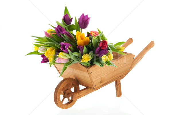 Wheel barrow full tulips Stock photo © ivonnewierink