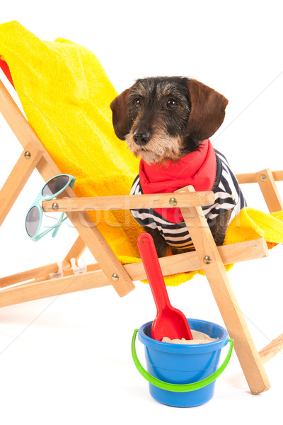 Wire haired dachshund at the beach Stock photo © ivonnewierink