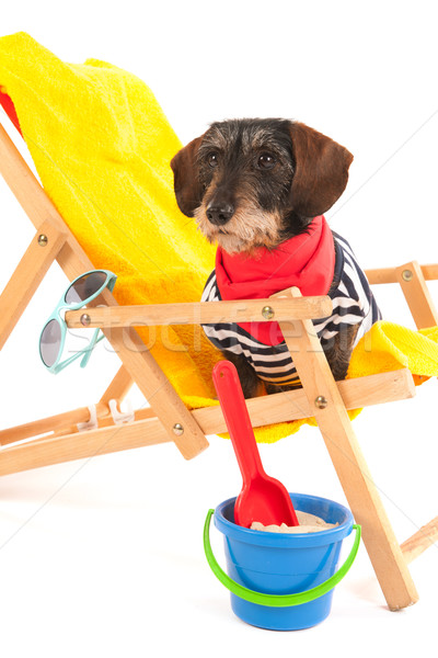 Stockfoto: Draad · teckel · strand · geïsoleerd · witte