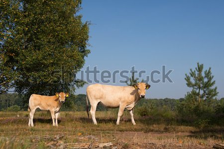 Nature landscape with cows in water Stock photo © ivonnewierink