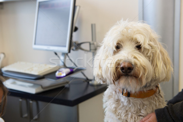 White poodle at the veterinarian Stock photo © ivonnewierink