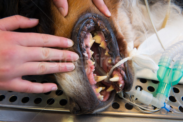 Soins dentaires animaux de compagnie chien ouvrir bec table Photo stock © ivonnewierink