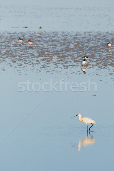 Spoonbills in Dutch wadden sea Stock photo © ivonnewierink