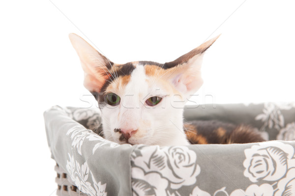 Oriental Shorthair Cat Stock Photo C Ivonne Wierink Ivonnewierink