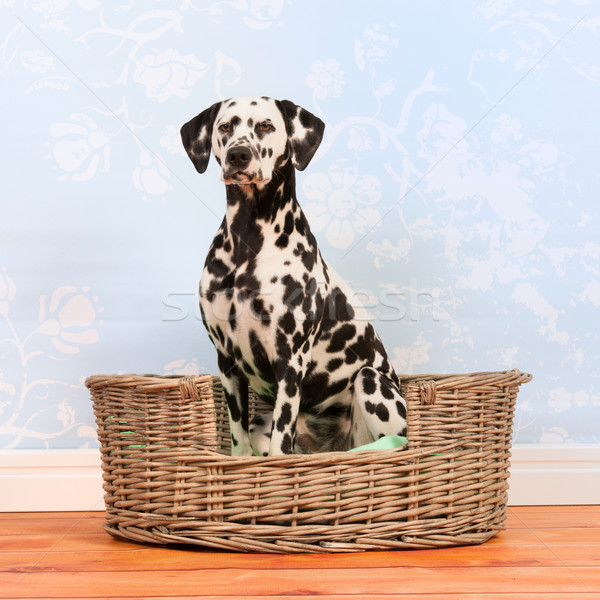 Dalmatian dog sitting in basket Stock photo © ivonnewierink