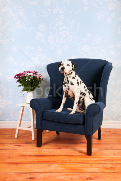 Dalmatiër hond woonkamer zuiver ras stoel Stockfoto © ivonnewierink