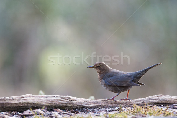 Foto stock: Femenino · mirlo · naturaleza · jardín · amigos · aves