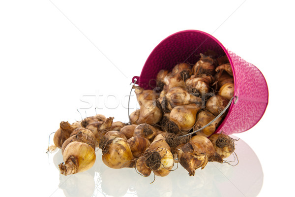 Flower bulbs in pink bucket Stock photo © ivonnewierink