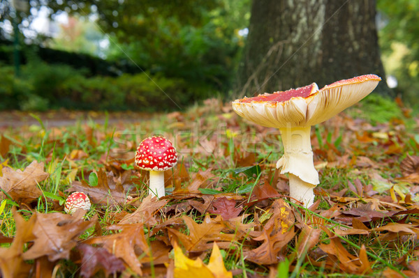 Fly agaric Stock photo © ivonnewierink