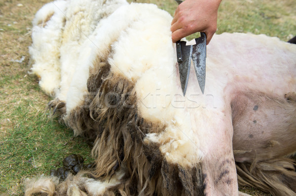 Shaving a sheep Stock photo © ivonnewierink