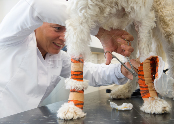 Alb câine bandaj medicul veterinar medic portocaliu Imagine de stoc © ivonnewierink
