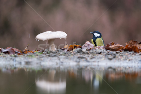 Tit autunno funghi acqua Foto d'archivio © ivonnewierink