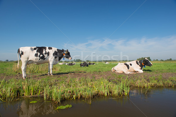 Dutch landscape with cows Stock photo © ivonnewierink