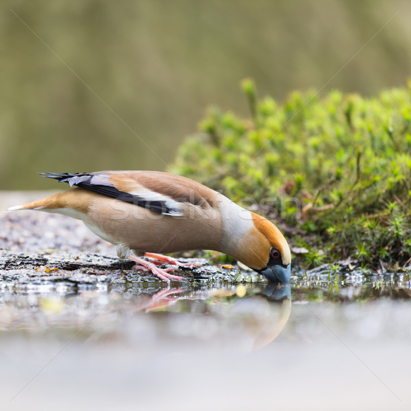 Hawfinch at water front Stock photo © ivonnewierink