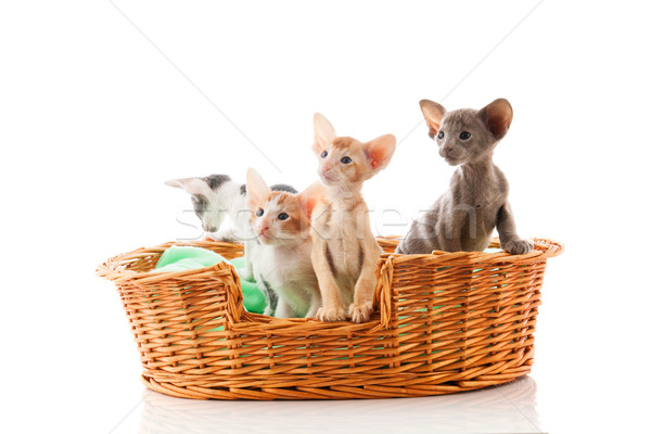 Little Siamese kittens Stock photo © ivonnewierink