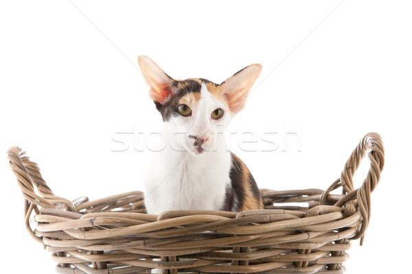シャム猫 ビッグ バスケット 孤立した 白 猫 ストックフォト © ivonnewierink