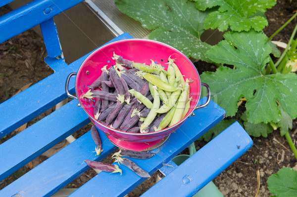 Marrowfat and peas in vegetable garden Stock photo © ivonnewierink