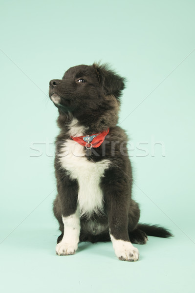 Cross razza border collie cucciolo verde cute Foto d'archivio © ivonnewierink