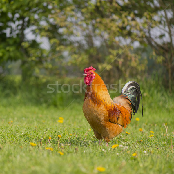 Free range cock at the farm Stock photo © ivonnewierink
