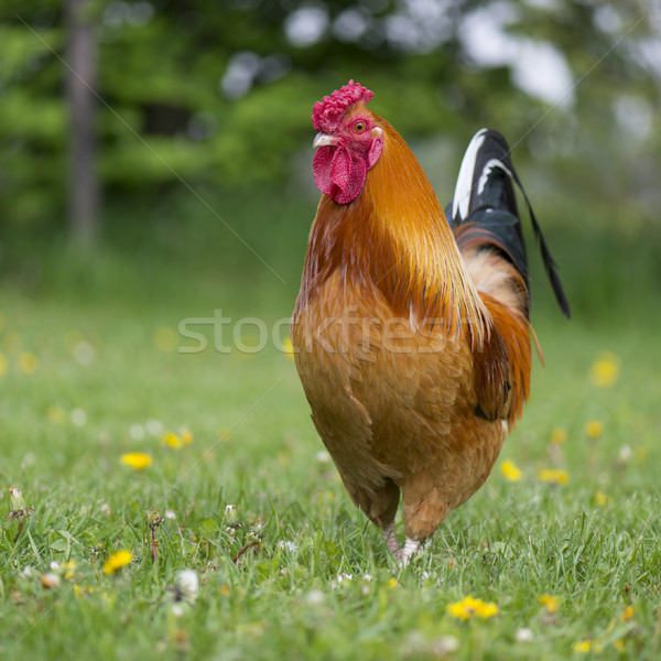 Free range cock at the farm Stock photo © ivonnewierink