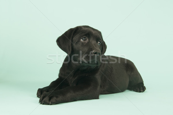 Stock photo: Chocolate Labrador puppy on green background