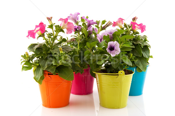 Colorful garden Petunias Stock photo © ivonnewierink