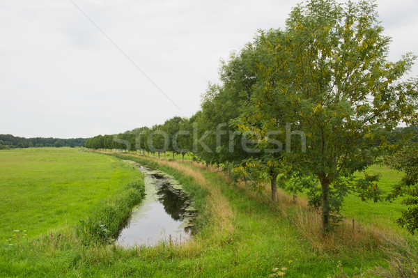 Row trees with ditch Stock photo © ivonnewierink