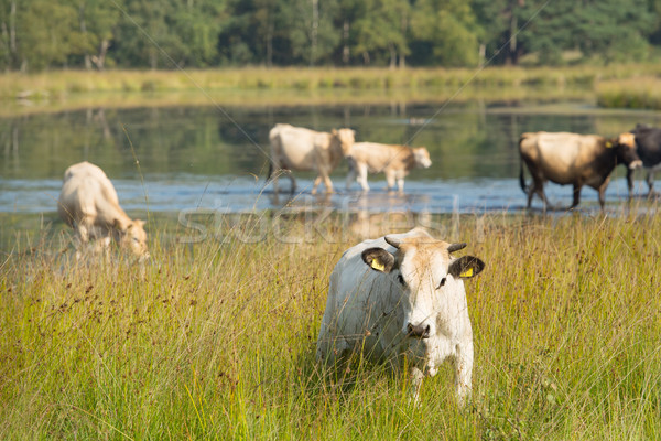 Nature landscape with cows in water Stock photo © ivonnewierink