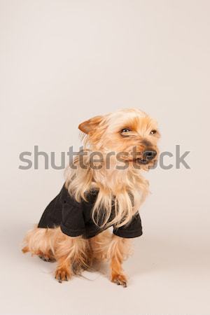 Yorkshire terrier bege retrato engraçado animal Foto stock © ivonnewierink